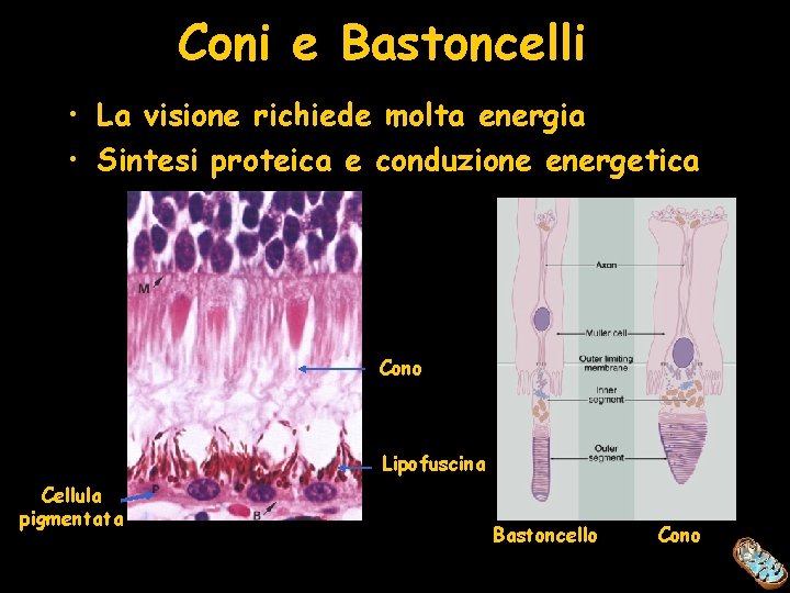 Coni e Bastoncelli • La visione richiede molta energia • Sintesi proteica e conduzione