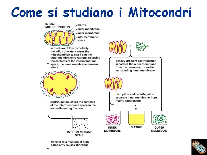 Come si studiano i Mitocondri 