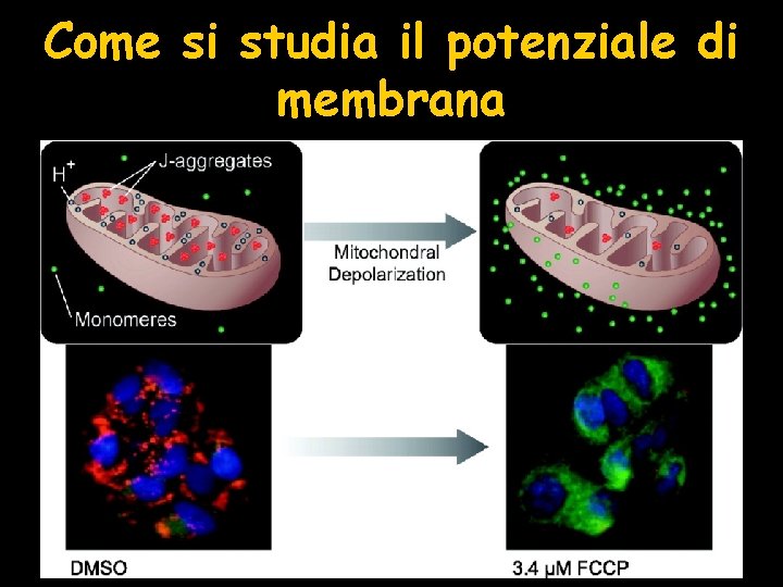 Come si studia il potenziale di membrana 