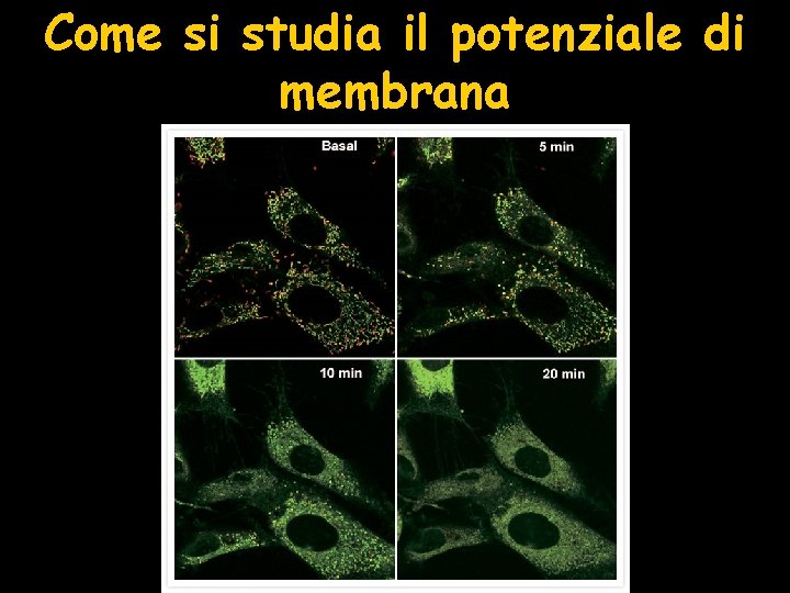 Come si studia il potenziale di membrana 