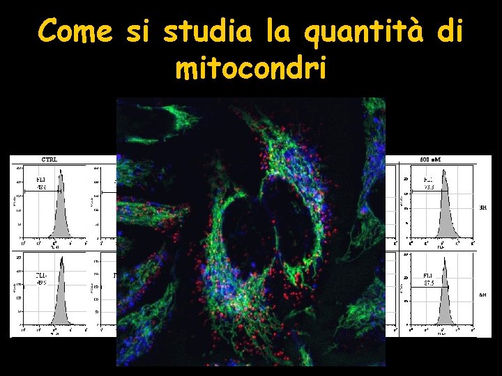 Come si studia la quantità di mitocondri 