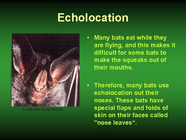 Echolocation • Many bats eat while they are flying, and this makes it difficult
