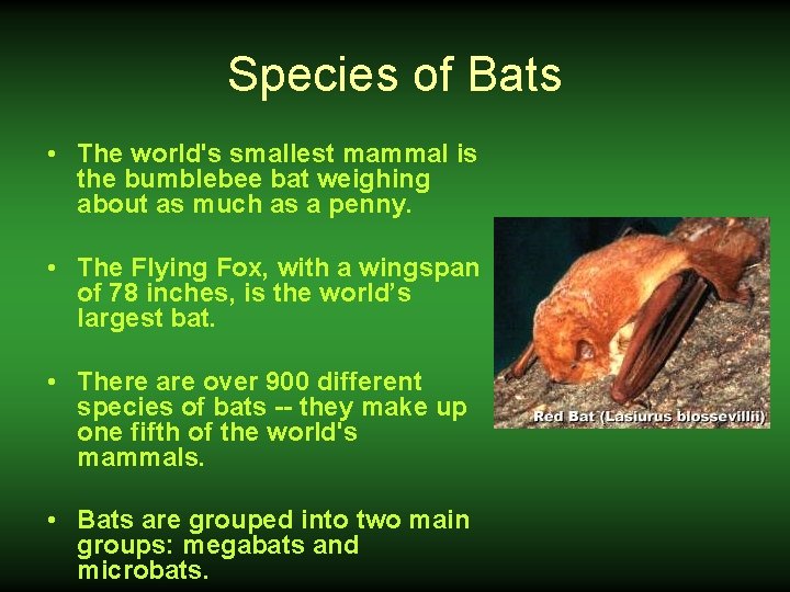 Species of Bats • The world's smallest mammal is the bumblebee bat weighing about