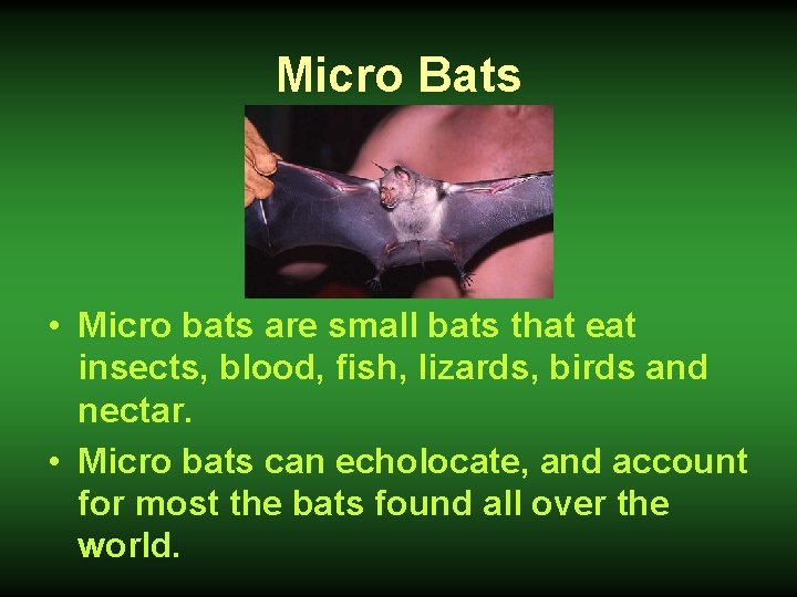 Micro Bats • Micro bats are small bats that eat insects, blood, fish, lizards,