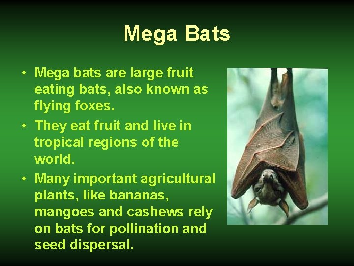Mega Bats • Mega bats are large fruit eating bats, also known as flying