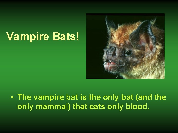 Vampire Bats! • The vampire bat is the only bat (and the only mammal)