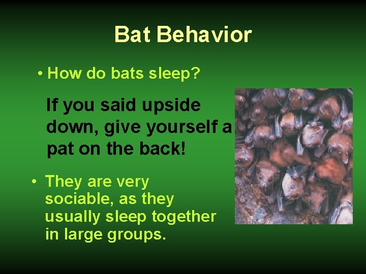 Bat Behavior • How do bats sleep? If you said upside down, give yourself