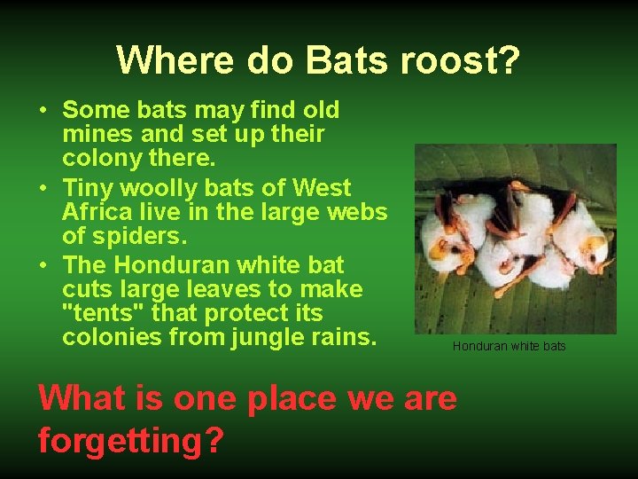 Where do Bats roost? • Some bats may find old mines and set up