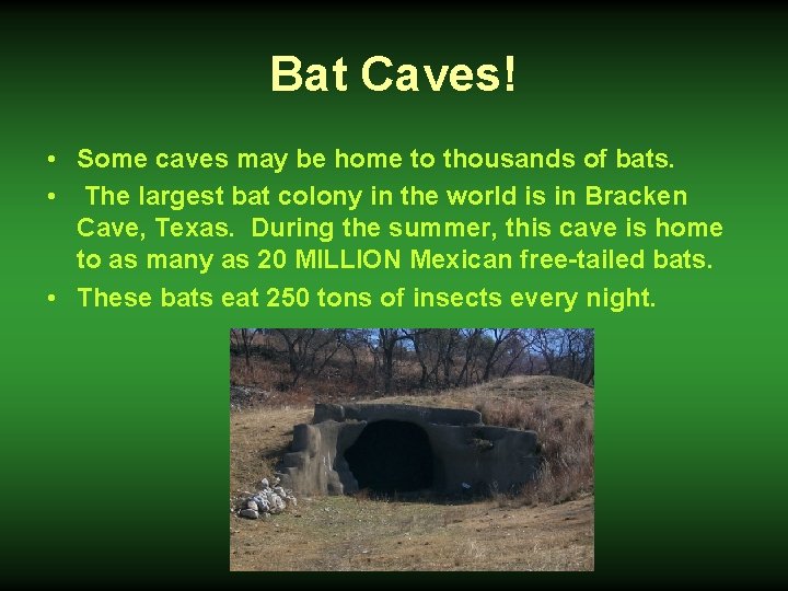 Bat Caves! • Some caves may be home to thousands of bats. • The