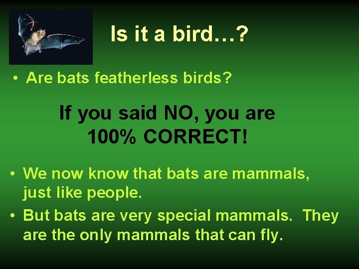 Is it a bird…? • Are bats featherless birds? If you said NO, you