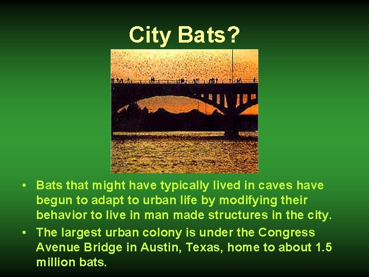 City Bats? • Bats that might have typically lived in caves have begun to