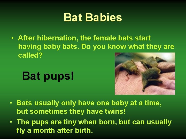 Bat Babies • After hibernation, the female bats start having baby bats. Do you