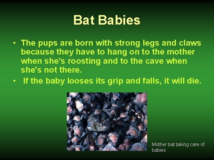 Bat Babies • The pups are born with strong legs and claws because they
