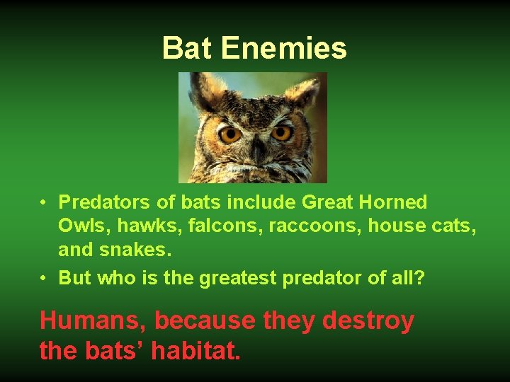 Bat Enemies • Predators of bats include Great Horned Owls, hawks, falcons, raccoons, house