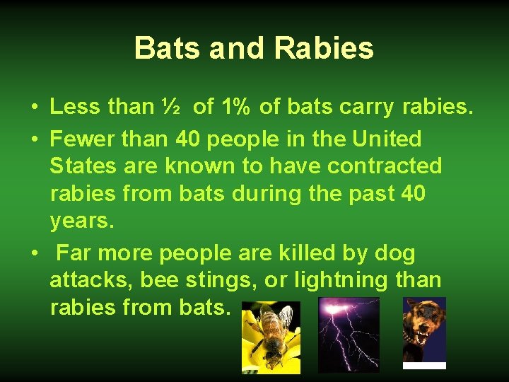 Bats and Rabies • Less than ½ of 1% of bats carry rabies. •