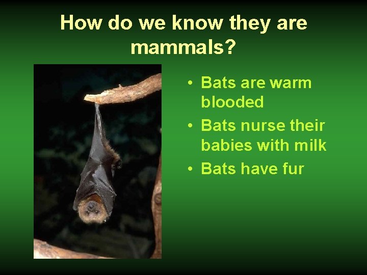 How do we know they are mammals? • Bats are warm blooded • Bats
