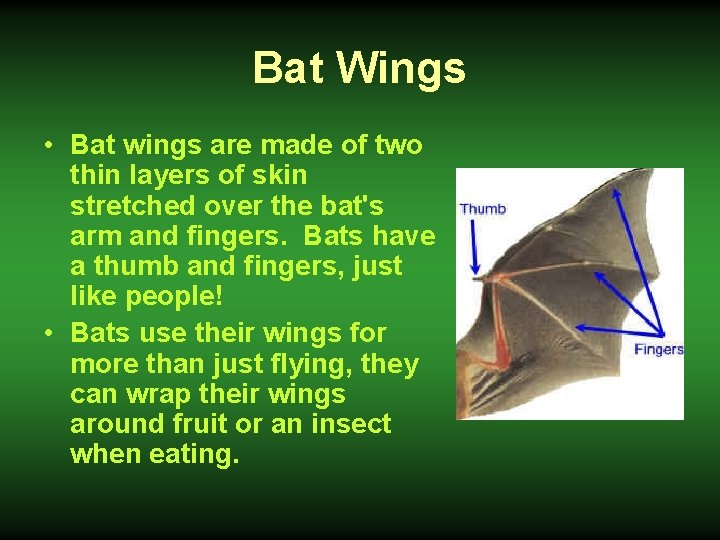 Bat Wings • Bat wings are made of two thin layers of skin stretched