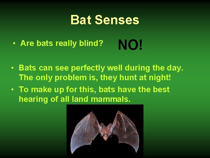 Bat Senses • Are bats really blind? NO! • Bats can see perfectly well