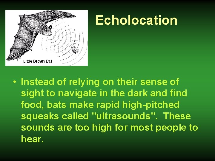  Echolocation • Instead of relying on their sense of sight to navigate in