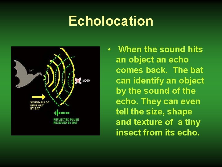 Echolocation • When the sound hits an object an echo comes back. The bat