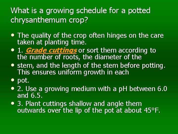 What is a growing schedule for a potted chrysanthemum crop? • The quality of