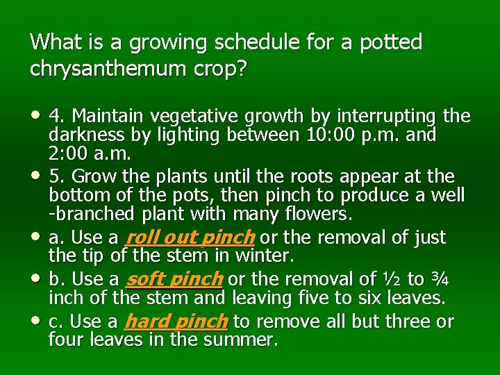 What is a growing schedule for a potted chrysanthemum crop? • 4. Maintain vegetative