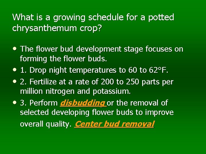 What is a growing schedule for a potted chrysanthemum crop? • The flower bud