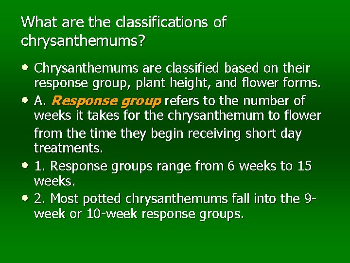 What are the classifications of chrysanthemums? • Chrysanthemums are classified based on their •