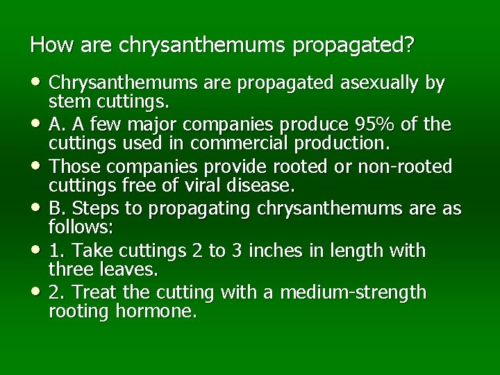 How are chrysanthemums propagated? • Chrysanthemums are propagated asexually by • • • stem