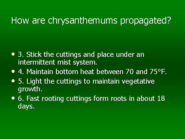 How are chrysanthemums propagated? • 3. Stick the cuttings and place under an •