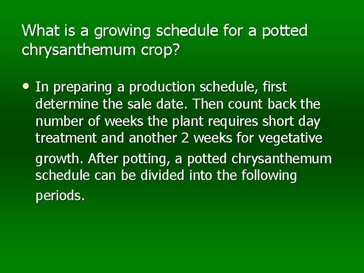 What is a growing schedule for a potted chrysanthemum crop? • In preparing a