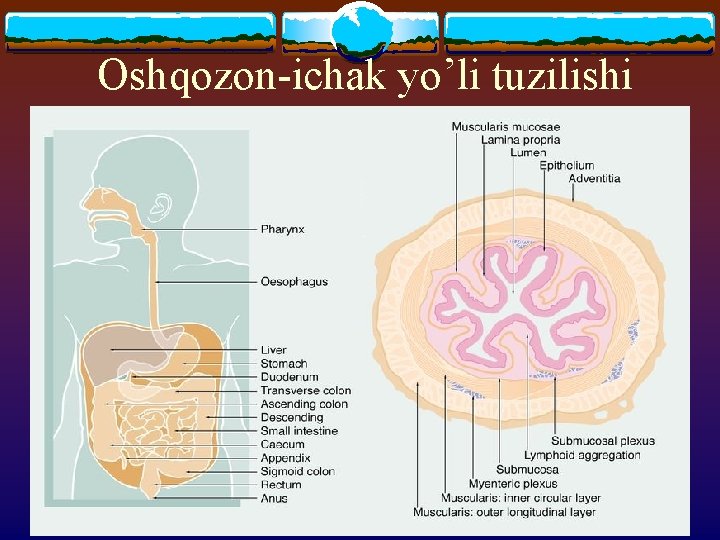 Oshqozon-ichak yo’li tuzilishi 