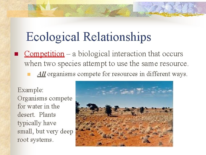 Ecological Relationships n Competition – a biological interaction that occurs when two species attempt