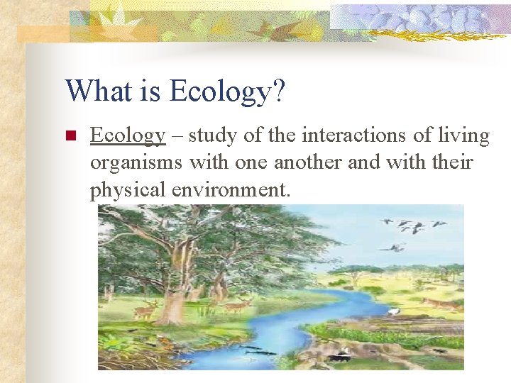 What is Ecology? n Ecology – study of the interactions of living organisms with