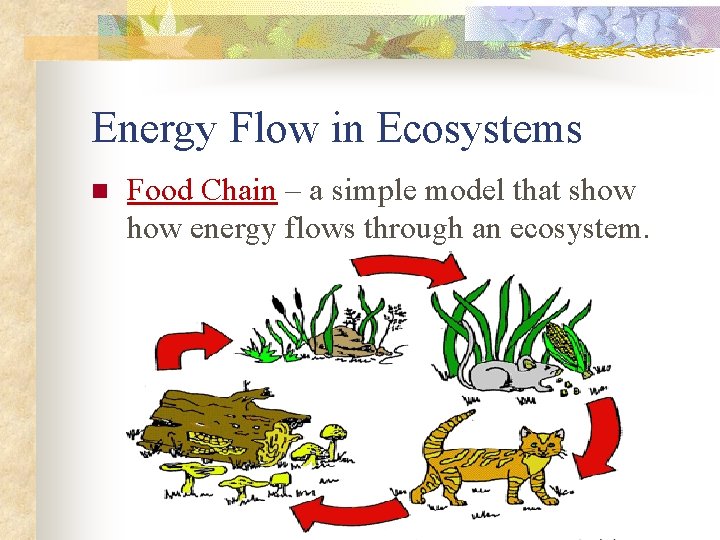 Energy Flow in Ecosystems n Food Chain – a simple model that show energy