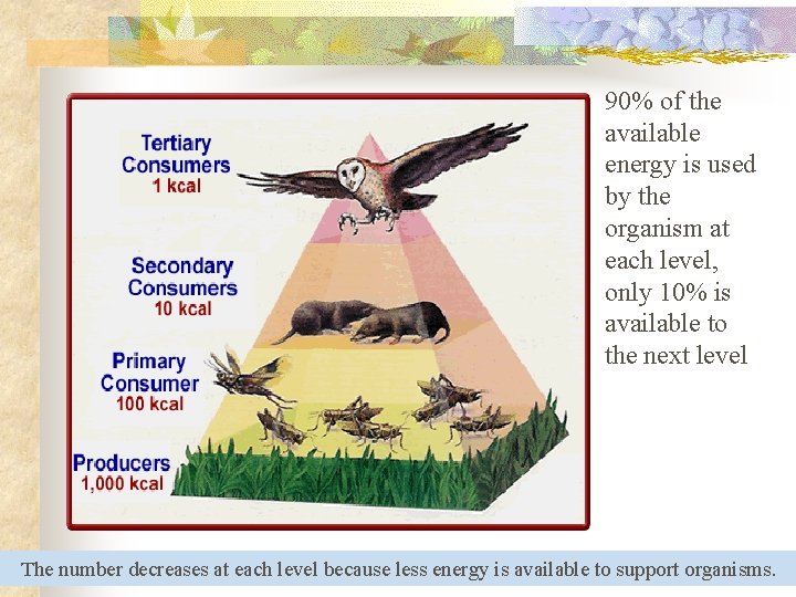 90% of the available energy is used by the organism at each level, only