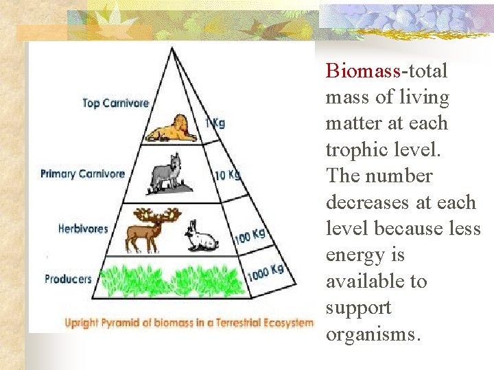 Biomass-total mass of living matter at each trophic level. The number decreases at each