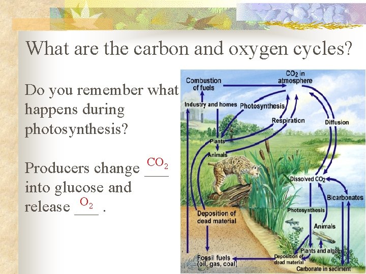 What are the carbon and oxygen cycles? Do you remember what happens during photosynthesis?