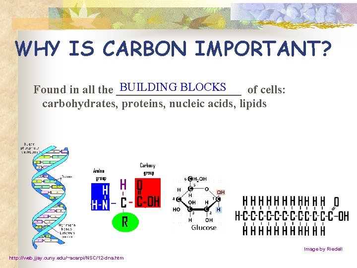 WHY IS CARBON IMPORTANT? BUILDING BLOCKS Found in all the ___________ of cells: carbohydrates,