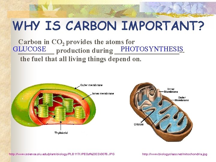WHY IS CARBON IMPORTANT? Carbon in CO 2 provides the atoms for GLUCOSE PHOTOSYNTHESIS