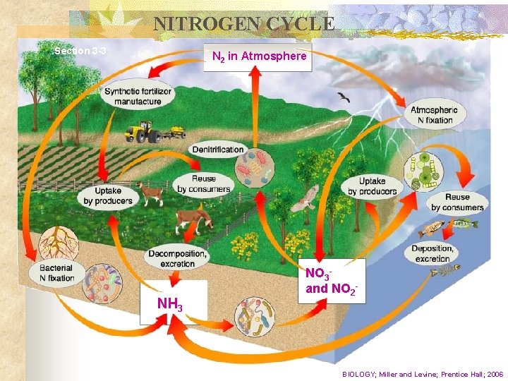 NITROGEN CYCLE Section 3 -3 N 2 in Atmosphere NH 3 NO 3 and