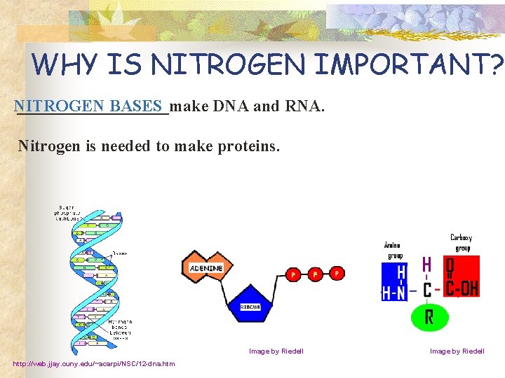 WHY IS NITROGEN IMPORTANT? NITROGEN _________make BASES DNA and RNA. Nitrogen is needed to