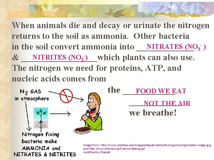 When animals die and decay or urinate the nitrogen returns to the soil as