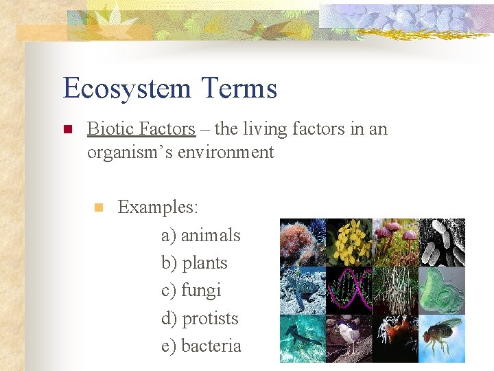 Ecosystem Terms n Biotic Factors – the living factors in an organism’s environment n