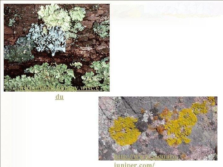 http: //botit. botany. wisc. e du http: //www. saguaro- 