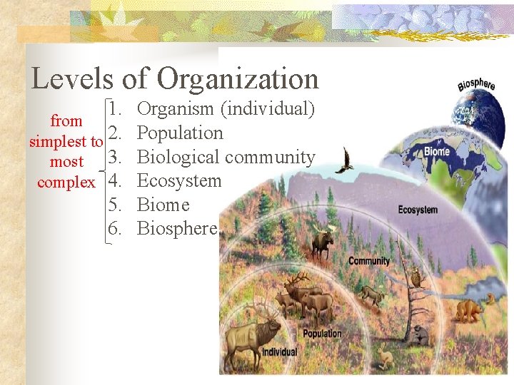 Levels of Organization 1. from simplest to 2. most 3. complex 4. 5. 6.