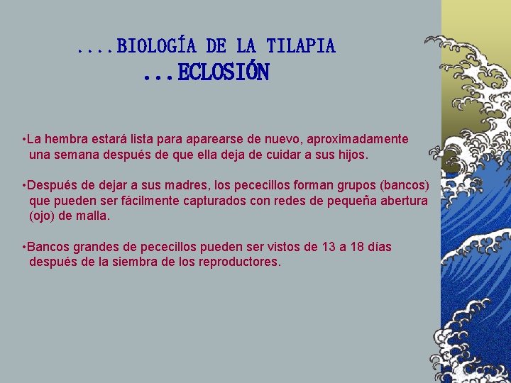 . . BIOLOGÍA DE LA TILAPIA . . . ECLOSIÓN • La hembra estará