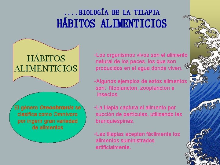 . . BIOLOGÍA DE LA TILAPIA HÁBITOS ALIMENTICIOS • Los organismos vivos son el