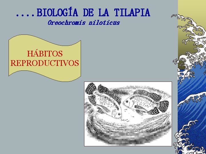 . . BIOLOGÍA DE LA TILAPIA Oreochromis niloticus HÁBITOS REPRODUCTIVOS . . BIOLOGÍA DE LA TILAPIA Oreochromis niloticus HÁBITOS REPRODUCTIVOS