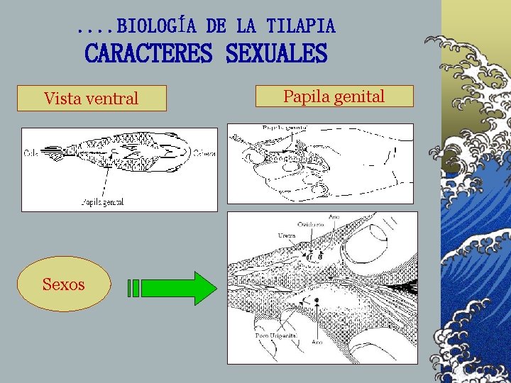 . . BIOLOGÍA DE LA TILAPIA CARACTERES SEXUALES Vista ventral Sexos Papila genital 